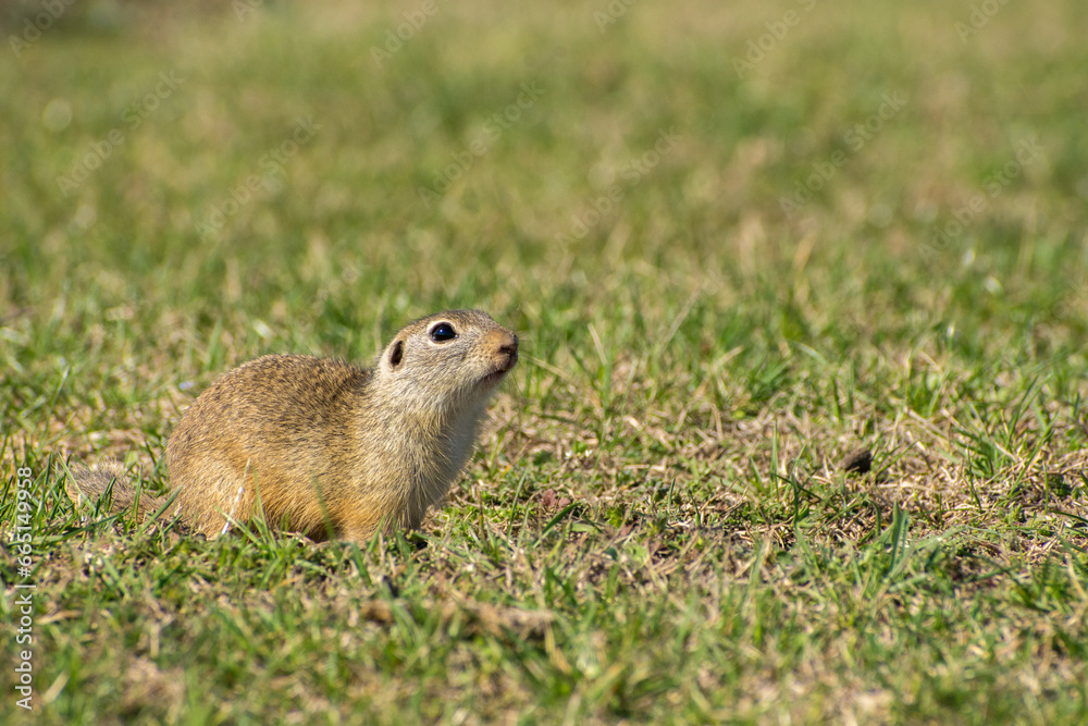 beautiful Spermophilus citellus in spring in the sun beautiful Spermophilus citellus in spring in the sun