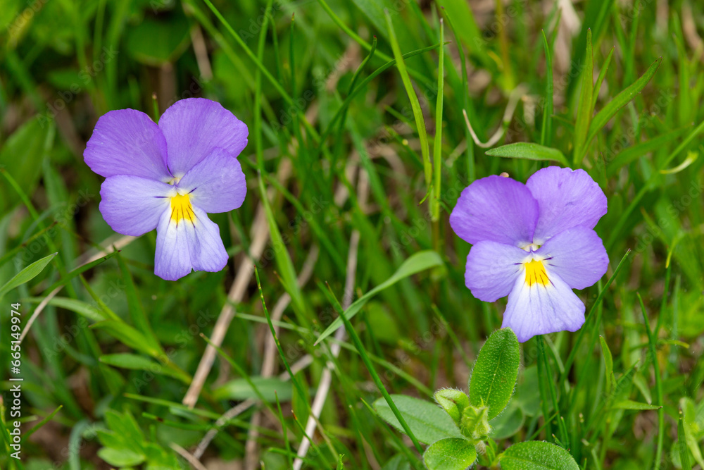 Macrophotographie de fleur sauvage - Pensée des Alpes - Viola calcarata Macrophotographie de fleur sauvage - Pensée des Alpes - Viola calcarata
