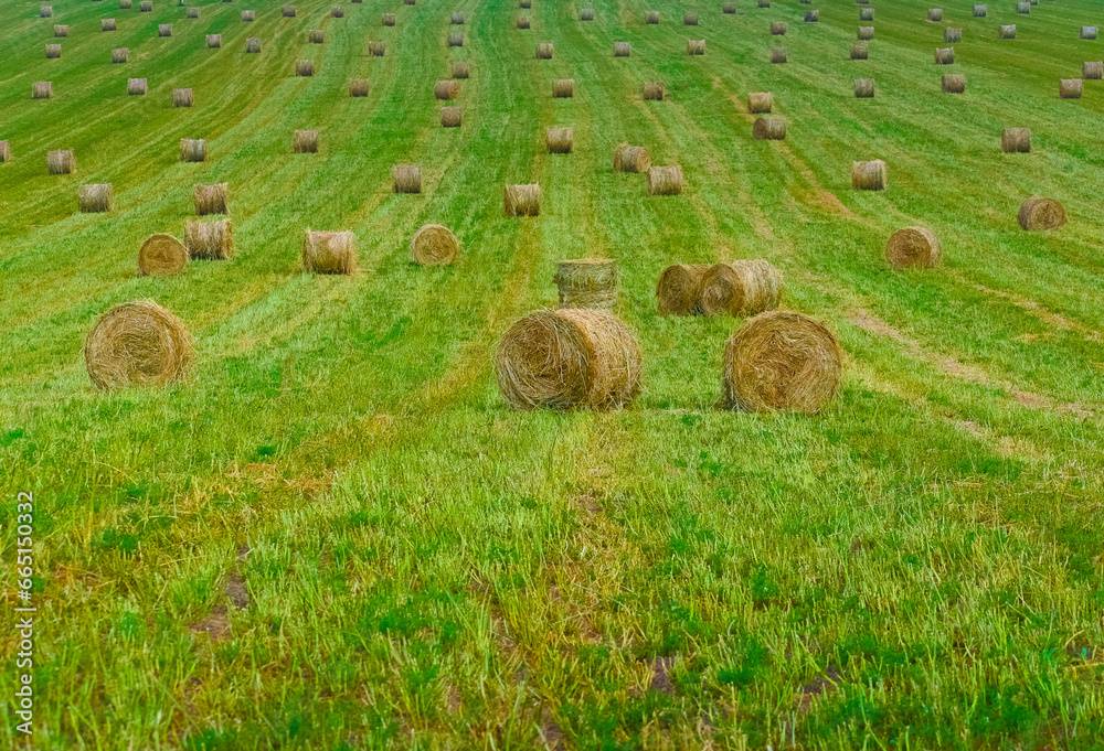bales of hay gathered in the field