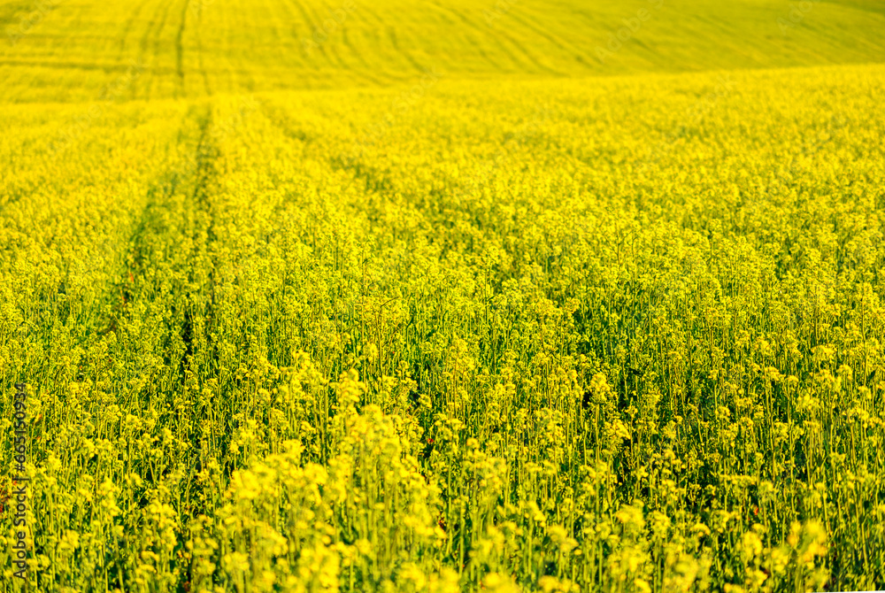 yellow field of rape blossoms in the spring