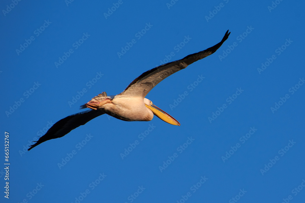 Obraz premium Pelecanus onocrotalus in flight above the water in the Danube Delta