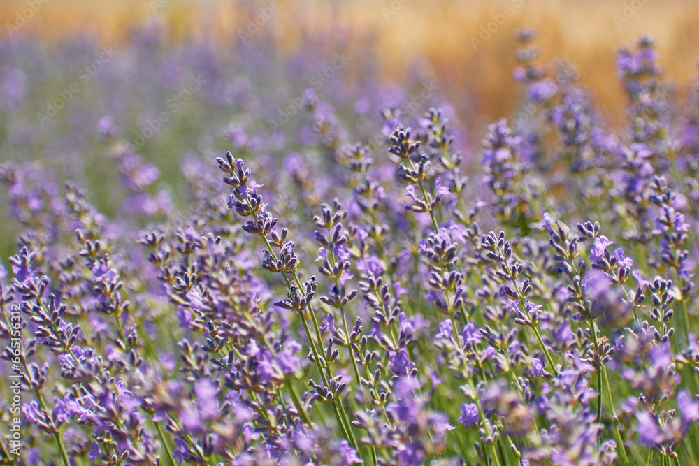 beautiful purple lavender flowers