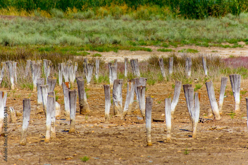 wooden stakes stuck in the ground