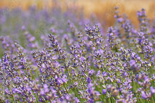 Obraz na płótnie beautiful purple lavender flowers w salonie