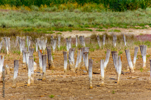 Obraz na płótnie wooden stakes stuck in the ground w salonie