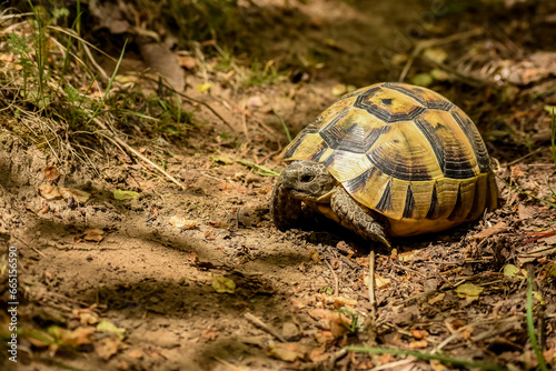 turtle looking for food in the summer