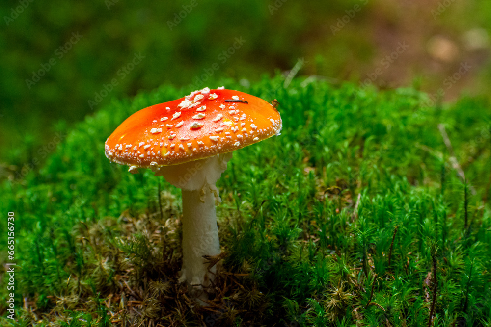 the beautiful Amanita muscaria in the forest