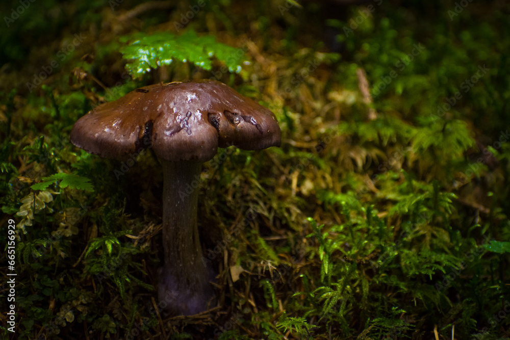 mushrooms in the summer forest