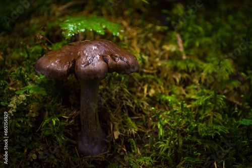 Obraz na płótnie mushrooms in the summer forest w salonie