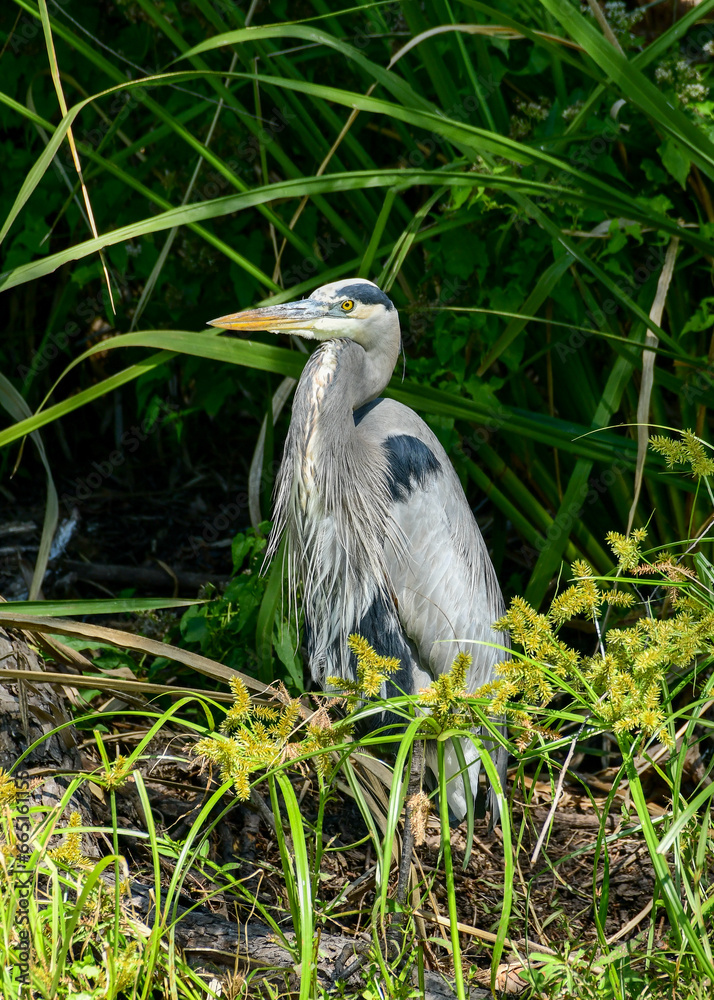 Fototapeta premium Great Heron at Brazos Bend State Park, Texas