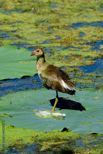 Waterfowl at Brazos Bend State Park, Texas photo