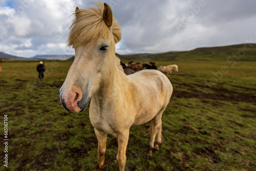 Horse in a Field © Mac