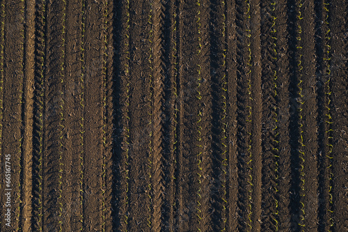 aerial view of young corn crops grwing under the sun in dry soil at sunset photo