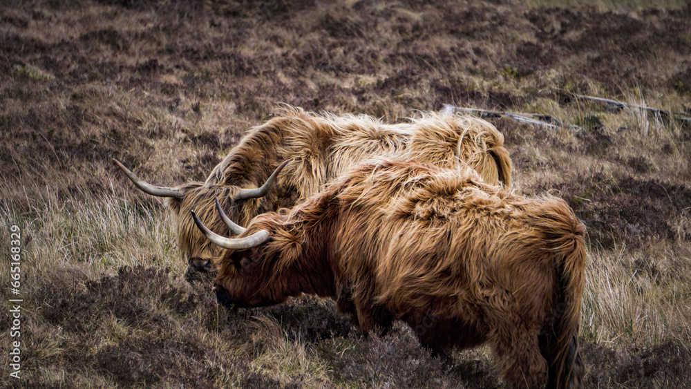 Fototapeta premium Scotland Europe Highlands Scottish United Kingdon Historic Landmark Castle Edinburgh Glenfinnan Viaduct Architecture Skye Portree Cultural Heritage Culture Tourist Attractions Countryside Glencoe UK