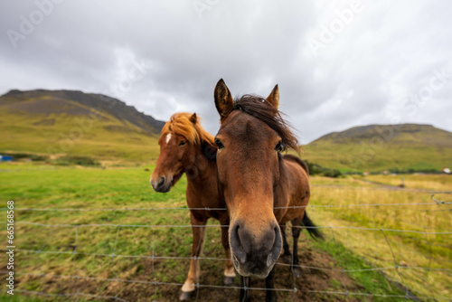 horse in the field © Mac