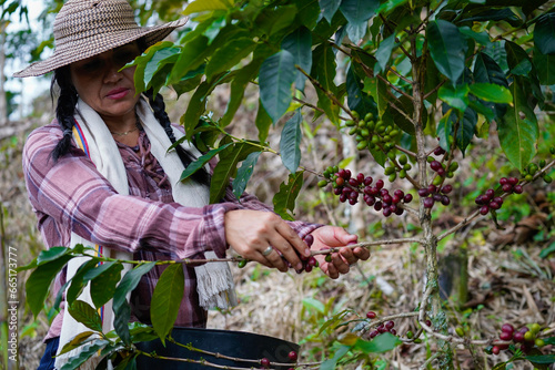 woman watering coffee plants