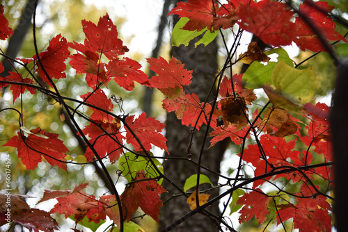 Red maple leaves in the Fall