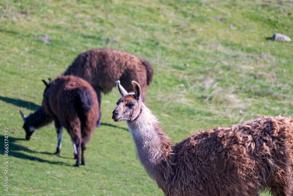 Llamas grazing on a green field. One llama in focus with a detailed fur texture, while another grazes in the background.