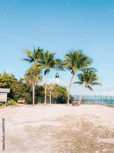 palm tree on the beach © sebastian