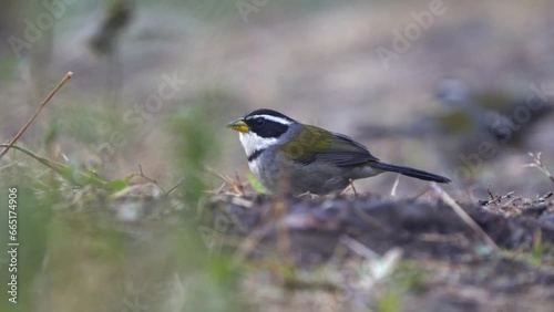 Many-colored Chaco Finch (Saltatricula multicolor) eating on a jungle floor in a lightly foggy environment. Shot at ground level. photo