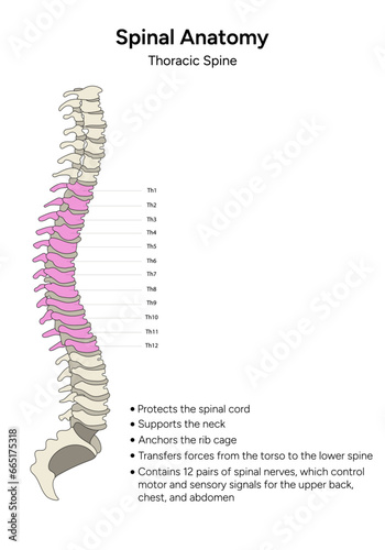 Human anatomy thoracic spine information in vector