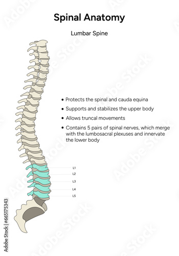 Spinal anatomy lumbar spine infographic in vector