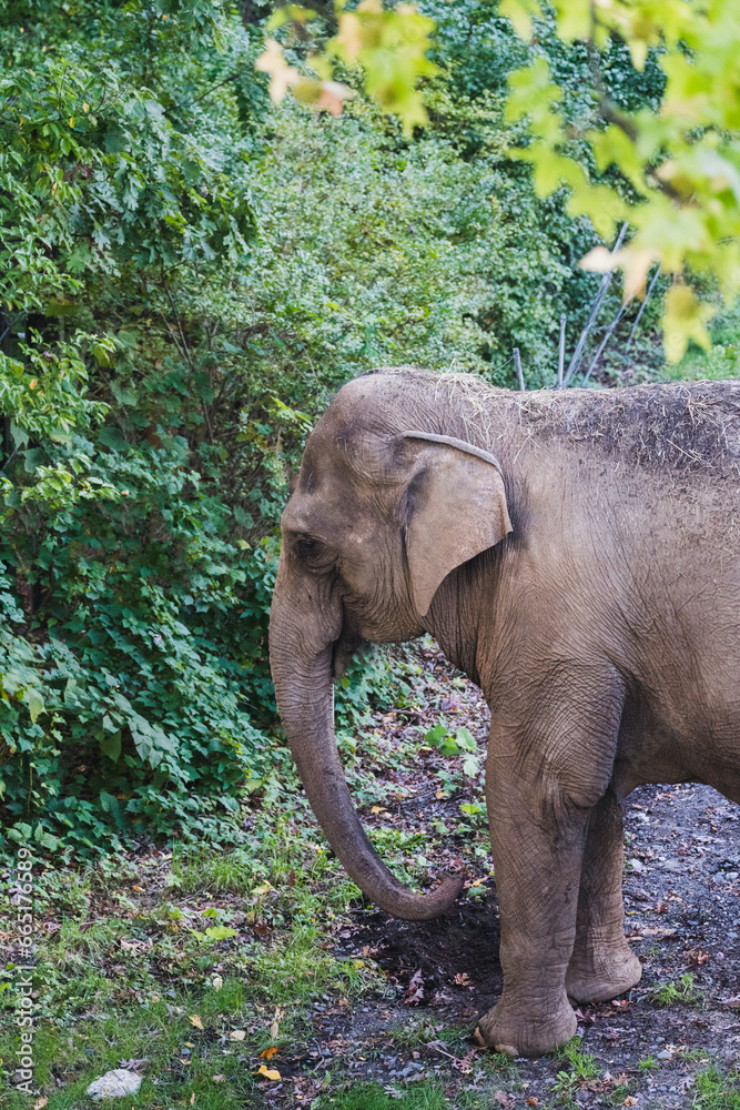 elephant in the park