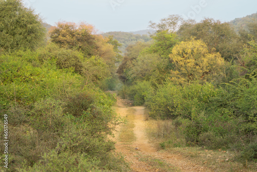 The gravel road through forest at Sariska Tiger Reserve at Alwar District, Rajasthan in India.