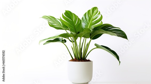 subtle green houseplant with big leaves in front of a white background