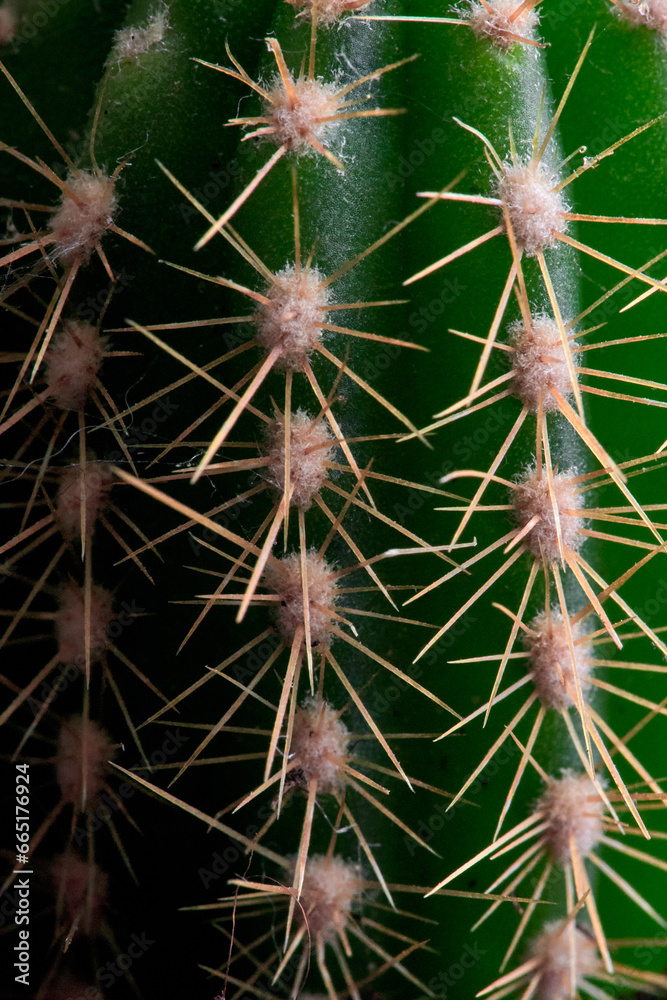 Éclats naturels, macro des piquants d'un cactus Éclats naturels, macro des piquants d'un cactus