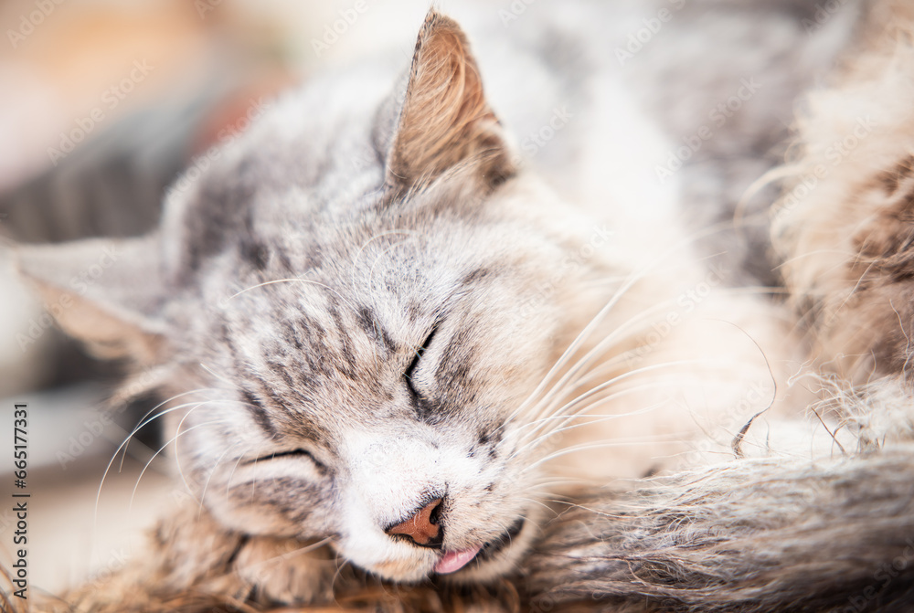 Fototapeta premium portrait of a sleeping cat