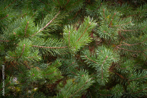 Close-up of live spruce branches. Wallpaper, background, design element.