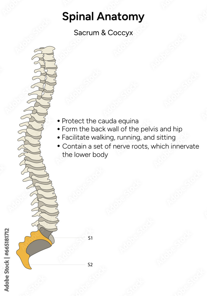 Human spinal anatomy sacrum and coccyx infographic in vector Human spinal anatomy sacrum and coccyx infographic in vector