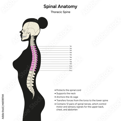 Human spinal anatomy thoracic spine infographic in vector