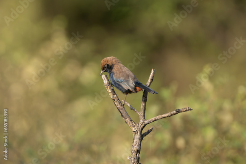 Indian robin - Copsychus fulicatus male perched at green background. Sariska Tiger Reserve at Alwar District, Rajasthan in India.