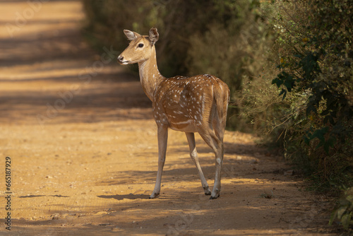 Fototapeta Naklejka Na Ścianę i Meble -  Chital or cheetal, spotted deer, chital deer, axis deer  - Axis axis standing on road at Sariska Tiger Reserve at Alwar District, Rajasthan in India.
