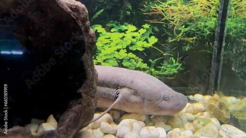 A two-lung fish swims along the bottom of the aquarium. Fish of the species Protopterus lungfish dipnoi photo