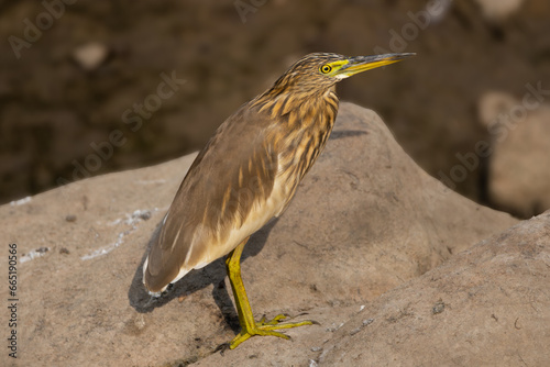 Indian pond heron, paddybird - Ardeola grayii on stone at brown background. Photo from Sariska Tiger Reserve at Alwar District, Rajasthan in India. photo