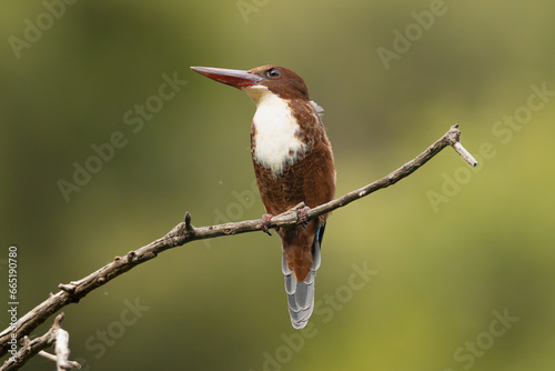 Photography White-throated kingfisher, white-breasted kingfisher - Halcyon smyrnensis perched at green  background