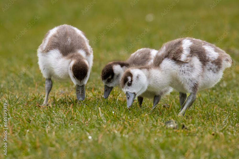 three goslings eating grass together