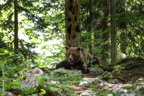 Brown bear is feeding in the forest. European bear during summer season. Big predator in natural habitat. European nature.  © prochym