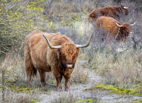 Red Scottish highlander standing near bushes looking at the camera with other scottish highlanders standing in the background