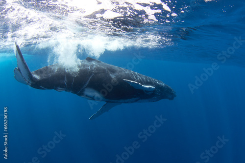 Calf of humpback whale near its mother. Snorkeling with the whales. Playful whale under the surface. Marine life in Indian ocean.  © prochym
