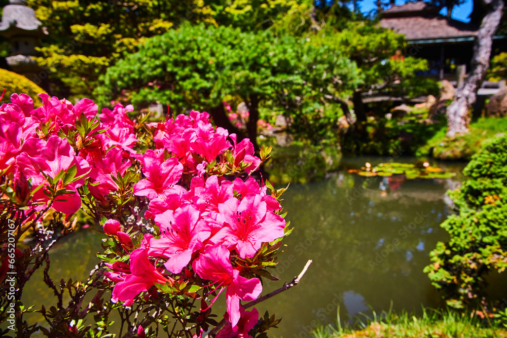 Fototapeta premium Bright pink flowers above stream with blurred Japanese Tea Garden background