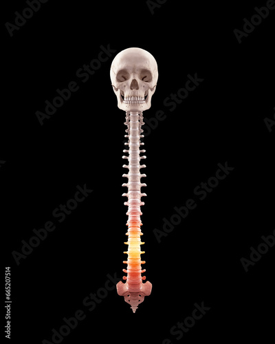 Human spine with lumbar with pain in lumbar region photo