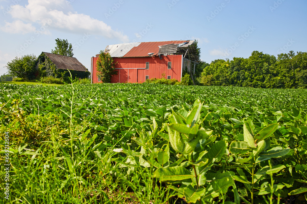 Milkweed plants in front of soybean filed with two decaying barns in background