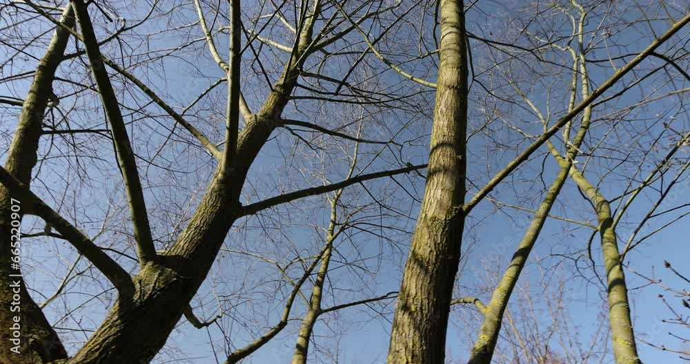 leafless silver willow trees in the spring season, beautiful bare willow branches of deciduous trees after winter leafless silver willow trees in the spring season, beautiful bare willow branches of deciduous trees after winter