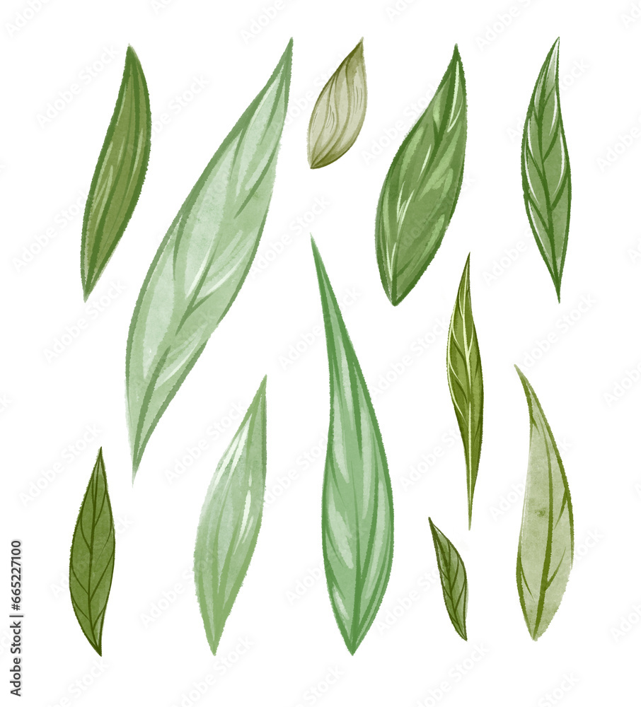 Watercolor botanical set isolated on transparent background. Many green leaves collection png. Fresh foliage. Bright hand drawn element for wedding invitation design, holiday card layout, tea package