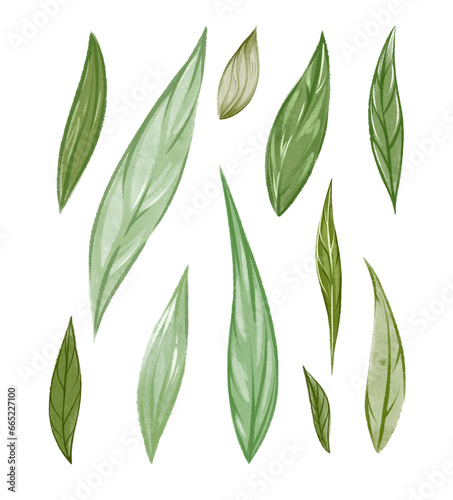 Watercolor botanical set isolated on transparent background. Many green leaves collection png. Fresh foliage. Bright hand drawn element for wedding invitation design  holiday card layout  tea package