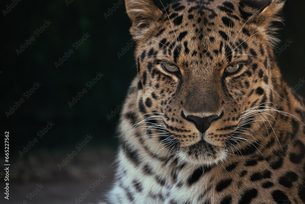 Fototapeta premium Portrait of a the Amur leopard (Panthera pardus orientalis). East Siberian leopard. Red List